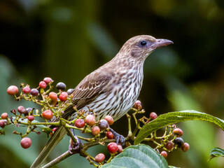Australian Figbird in Queensland, Australia
