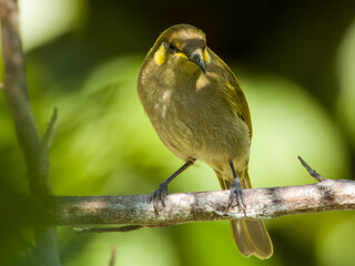 Cryptic Honeyeater in Queensland, Australia