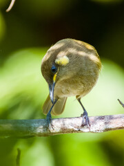 Cryptic Honeyeater in Queensland, Australia
