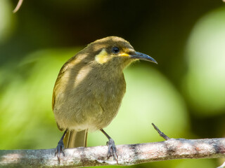 Cryptic Honeyeater in Queensland, Australia