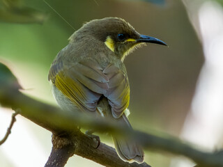 Cryptic Honeyeater in Queensland, Australia