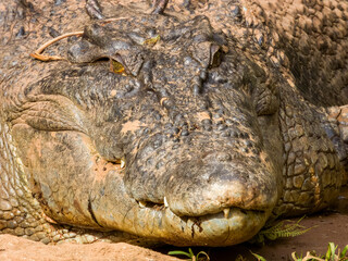 Estuarine Crocodile in Queensland, Australia