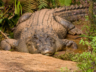 Estuarine Crocodile in Queensland, Australia