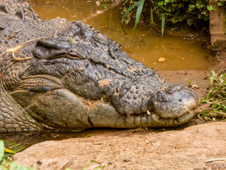 Estuarine Crocodile in Queensland, Australia