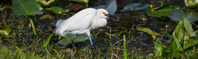 Fototapeta premium Snowy egret