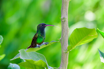 Hummingbird perched on a tree branch
