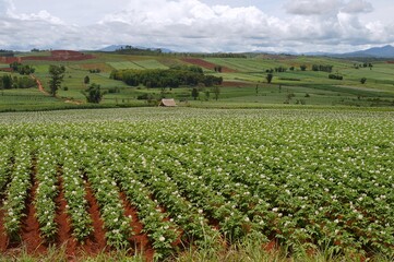 Fototapeta na wymiar panorama of potato farm in region country