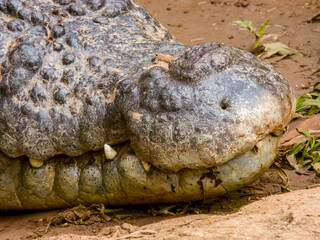 Estuarine Crocodile in Queensland, Australia