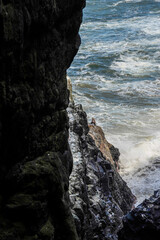 Sea Lion Caves in Florence, Oregon, USA. A large sea lions sits on top of a cliff.