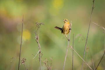 robin on a branch