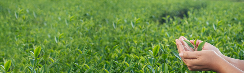 Banner Woman Hand holding harvest plucking black green tea herbal. Panorama Black Tea farm harvest. Wide hand plucking green tea tree picking bud young tender camellia sinensis leaves with copy space