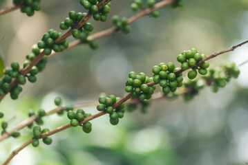 Green coffee bean berry plant with sunlight. Fresh raw seed coffee tree growth in eco organic farm morning time. Close up Green seed berries arabica coffee garden. Fresh coffee bean green leaf plant