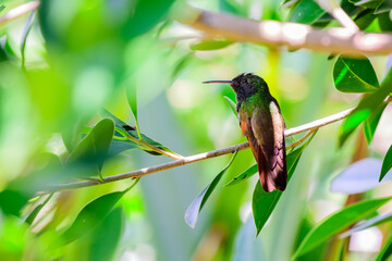 Hummingbird perched on a tree branch