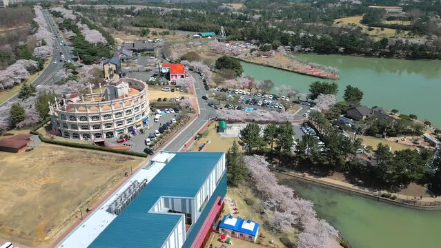 Cherry Blossom Spring of Bomun Lake, Gyeongju, South Korea