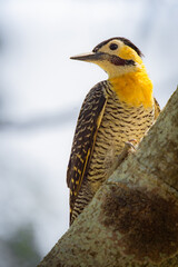 yellow billed hornbill