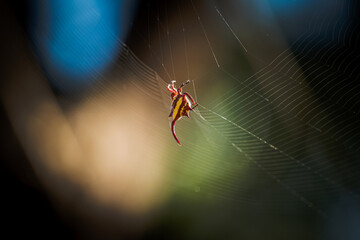 Macro Photo of Kite Spider Weaving a Web