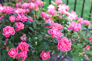 Pink wild backyard roses blooming in the summertime against green bushes 