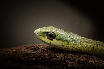 Closeup of Green Tree Snake
