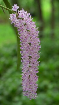 Vertical shot of spice orchid in the forest. Rhynchostylis retusa on green background.  Flowers in the garden, environment concept.