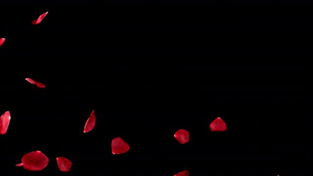 Amazing red rose transition and reveal