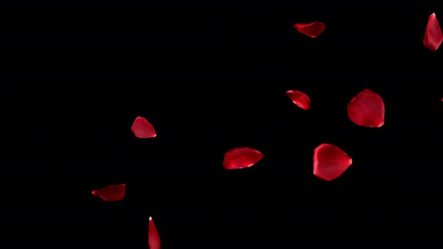 Beautiful red rose transition and reveal