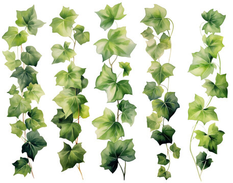 Ivy leaves. Watercolor painting of young ivy branches isolated on white  vector illustration