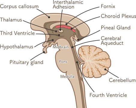 brain、cerebrum、brain stem、cerebellum、illustration
