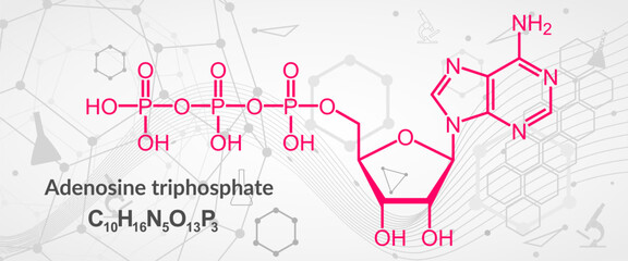 Adenosine triphosphate or ATP molecule, is intracellular energy transfer and required in the synthesis of RNA. Structural chemical formula