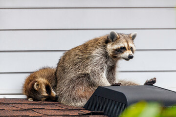 two racoons on the roof