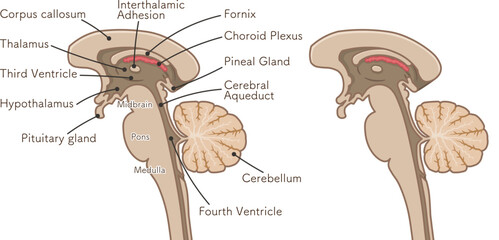 brain、cerebrum、brain stem、cerebellum、illustration