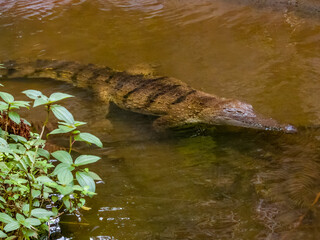 Freshwater Crocodile in Queensland, Australia