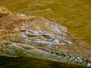 Freshwater Crocodile in Queensland, Australia
