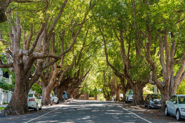 Tree-lined Abbott Street in New Farm, Brisbane. - obrazy, fototapety, plakaty