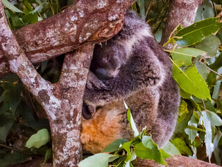 Obraz premium Koala Bear in Queensland Australia