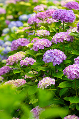 Purple Hydrangea flowers in the garden