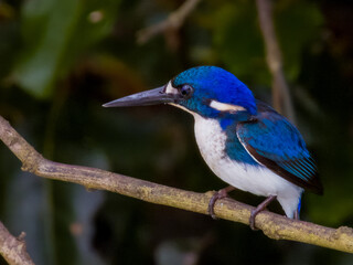 Little Kingfisher in Queensland Australia