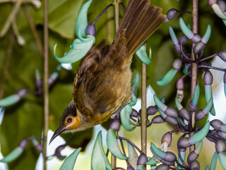 Macleay's Honeyeater in Queensland Australia