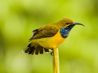 Olive-backed Sunbird in Queensland Australia