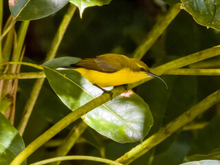 Olive-backed Sunbird in Queensland Australia