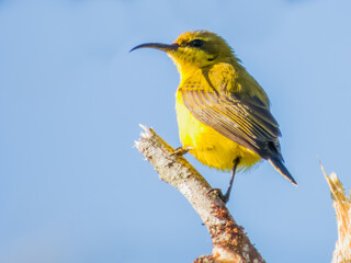 Olive-backed Sunbird in Queensland Australia