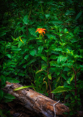 Obraz premium Small splash of color in the forest