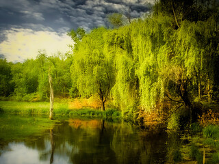 Weeping Willow along a small stream