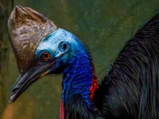 Southern Cassowary in Queensland Australia