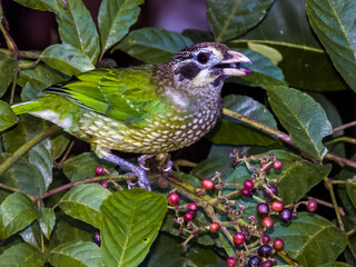 Spotted Catbird in Queensland Australia