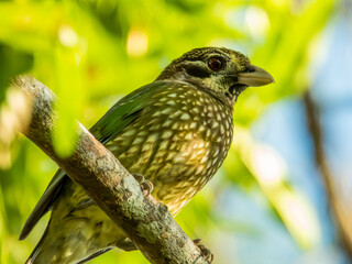 Spotted Catbird in Queensland Australia