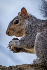 Squirrel in a tree with a walnut