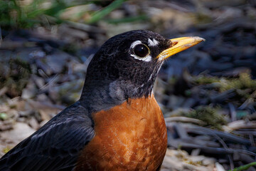 American Robin in the forest