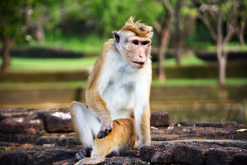 Monkey in Sri Lanka
