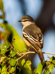 Varied Triller in Queensland Australia