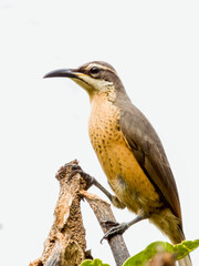 Victoria's Riflebird in Queensland Australia